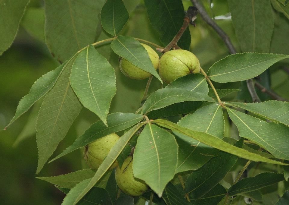 Shagbark Hickory Nuts Photo by RogerBoardley Photobucket